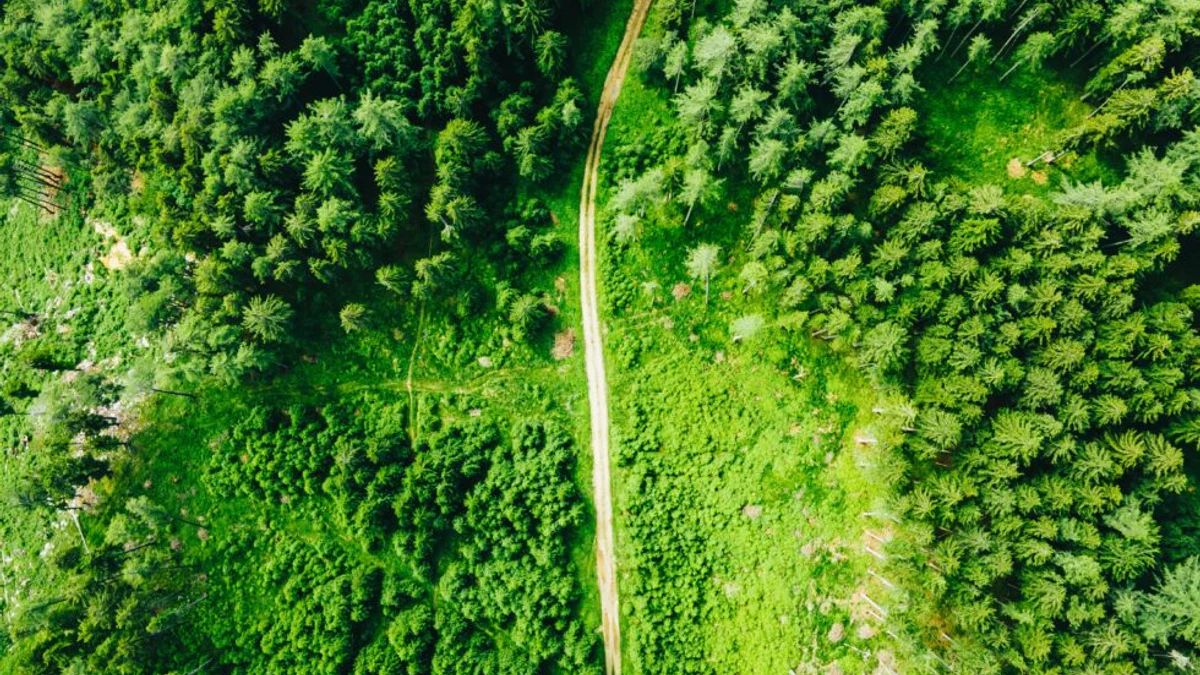 Luftaufnahme einer Strasse durch dichten grünen Wald